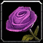 Ewige rosafarbene Rose