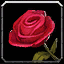 Rose der Romantik