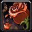 Ewig wunderschöne Rose