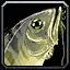 Krank aussehender Fisch