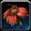 Duftende Mohnblume