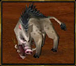 Schwein